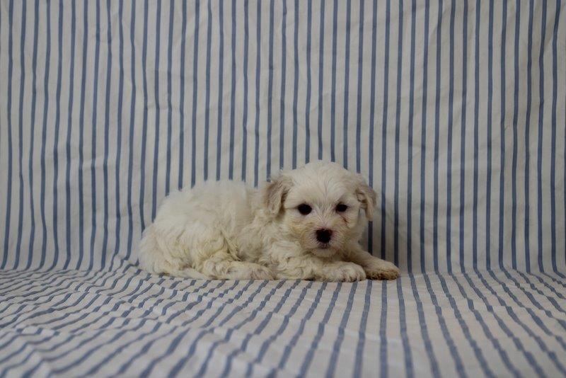 puppy, for, sale, Maltipoo, Matthew B. Stoltzfus, dog, breeder, Gap, PA, dog-breeder, puppy-for-sale, forsale, nearby, find, puppyfind, locator, puppylocator, aca